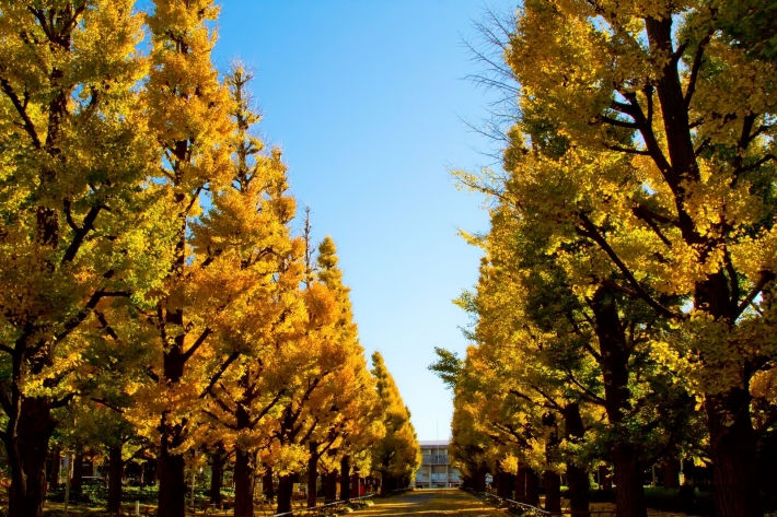慶応大学の紅葉した銀杏並木