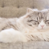 ソファーで寝てるメス猫