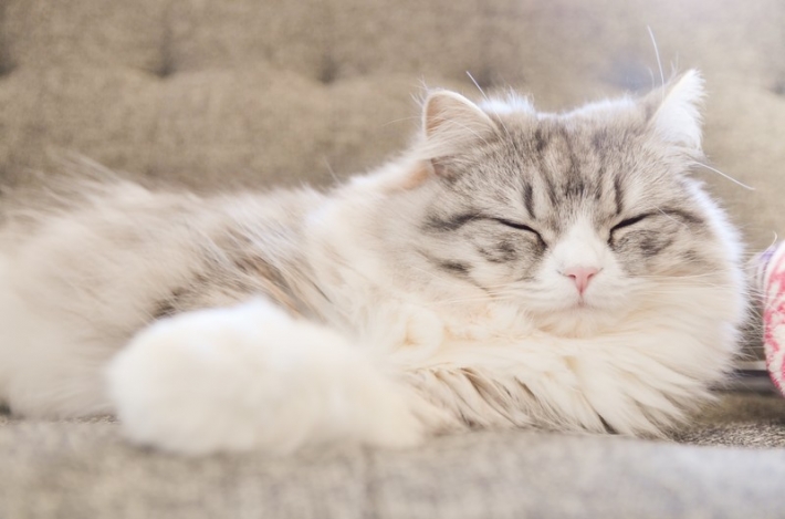 ソファーで寝てるメス猫