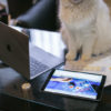 MacBook ProとiPadとネコ